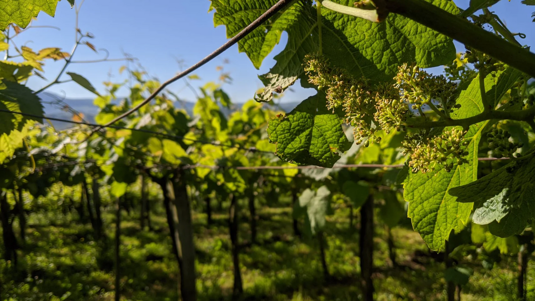 Artadi Izar Leku 2019