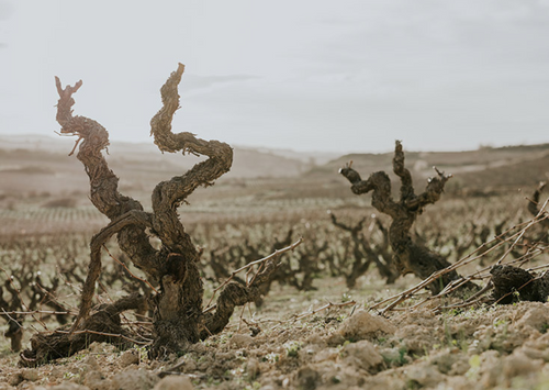 Artadi