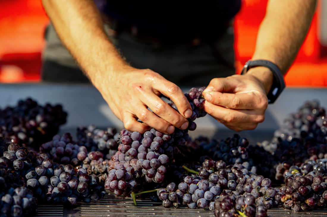 Gaja Sito Moresco 2022