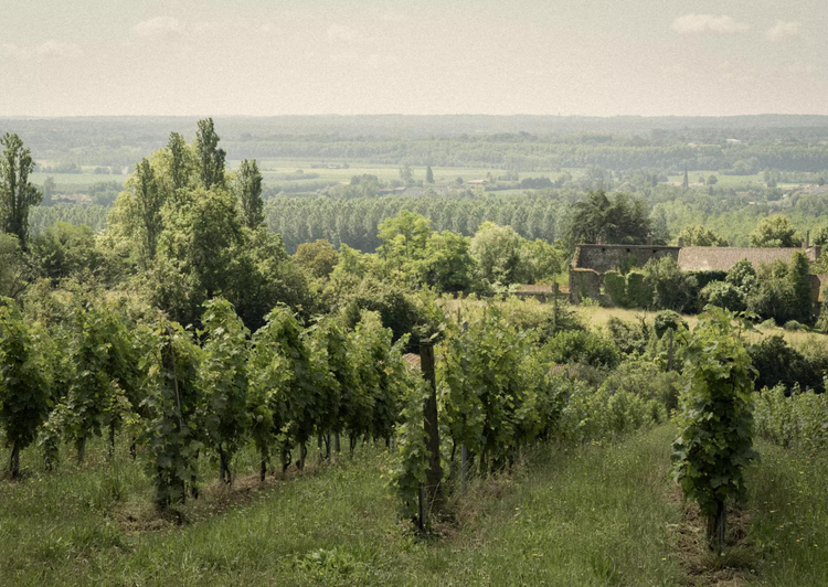 Domaine de Barons de Rothschild