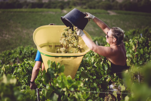 Domaine de l'Enclos